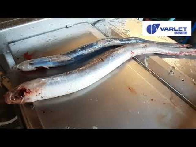 Preview image for the video "V568 PF - Peleuse à poisson manuelle (anguille) / Manual fish skinner (eel)".