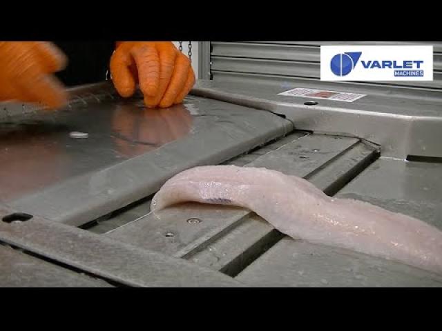 Preview image for the video "V568 PF - Peleuse à poisson manuelle (poisson blanc) / Manual fish skinner (white fish)".