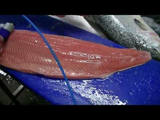 Preview image for the video "EX221W : désarêtage professionnel de saumon en démonstration / Professional salmon pin bone removal".