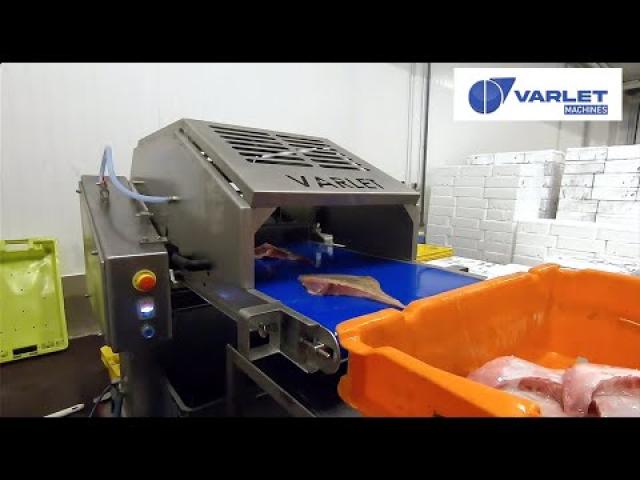 Preview image for the video "V1458 - Peleuse à poisson automatique (Aile de raie) / Automatic fish skinning machine (Skate wing)".