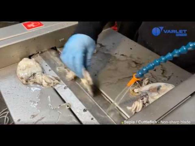 Preview image for the video "V568 en action : seiches et encornets | V568 in action: cuttlefish and squid skinning".